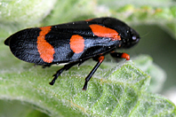 Cercopis intermedia Cercopis intermedia